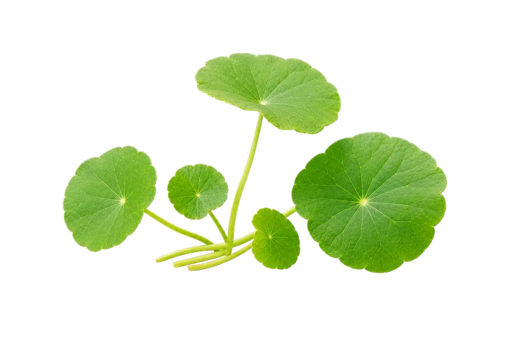 积雪草Centella asiatica植物来源图